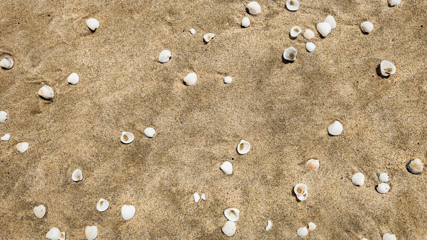 snäckskal array på sandig strand bakgrund foto