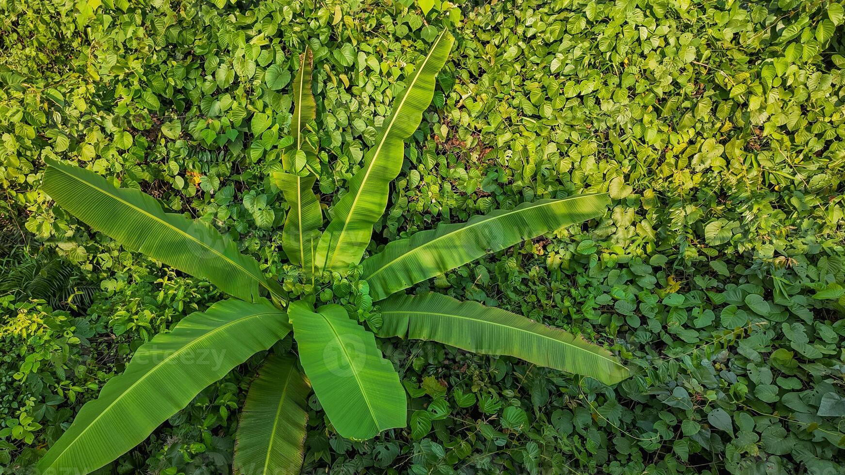 tropisk banan växt gro natur bakgrund foto