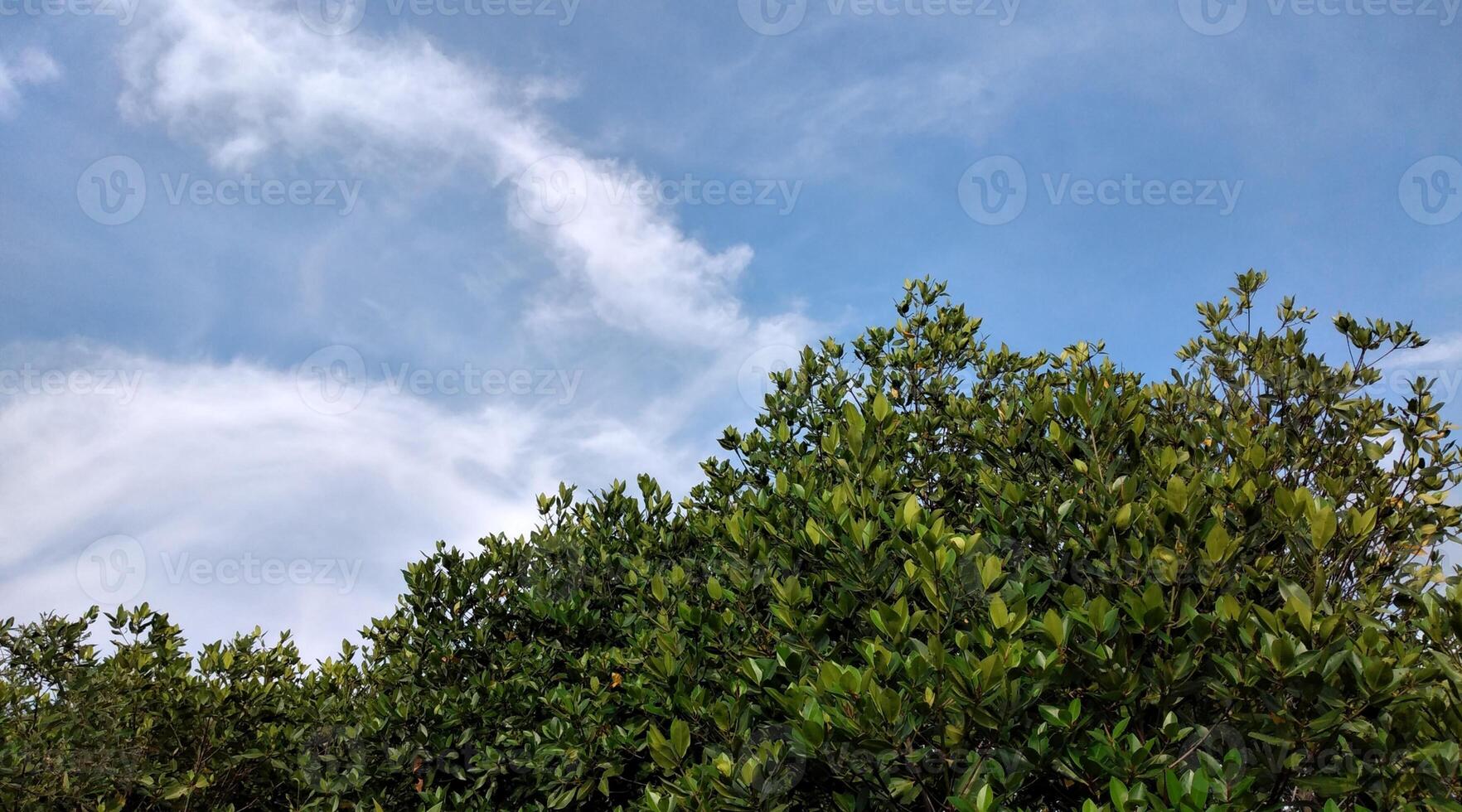mangrove skog med blå himmel och vit moln i sommar foto