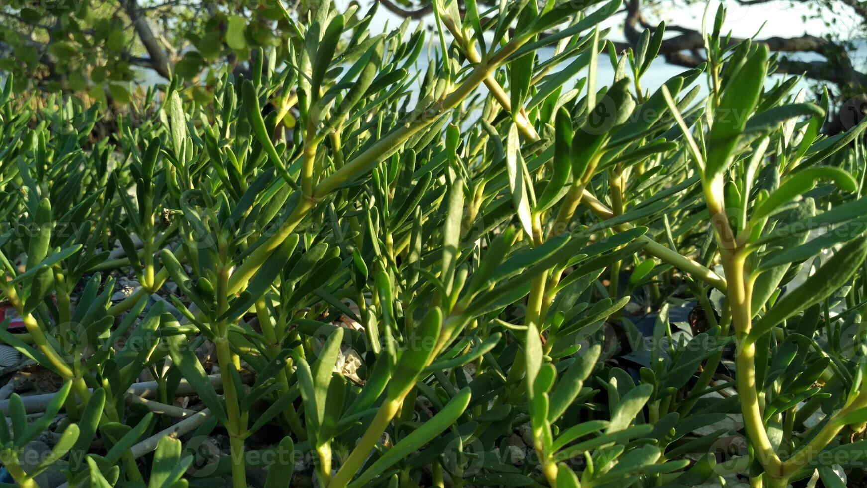 grön växt i trädgård på våren, närbild av grön löv foto
