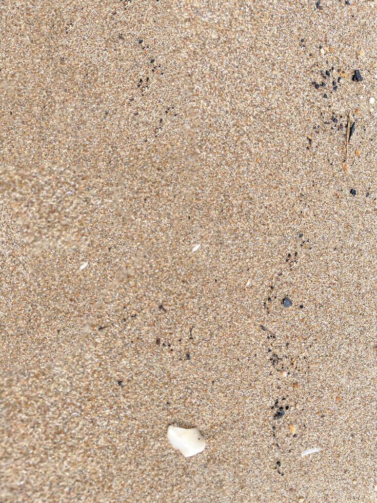 snäckskal på sand strand bakgrund texturer foto