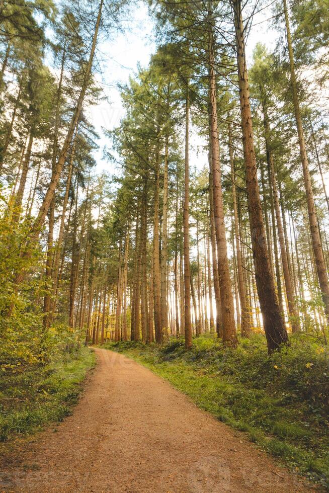 färgrik höst skog i de brabantse wouden nationell parkera. Färg under oktober och november i de belgisk landsbygden. de mångfald av hisnande natur foto