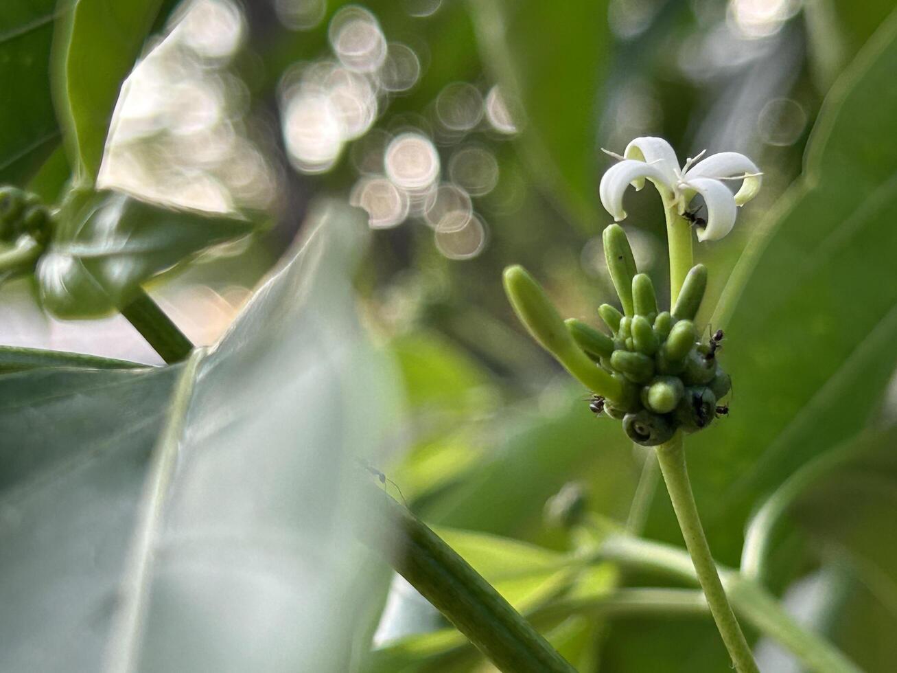 svart myror utforska en blomning blomma foto