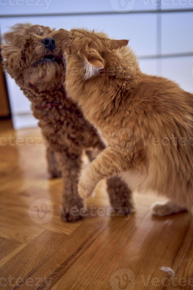 en röd katt och en cockapoo är stridande mot de bakgrund av en säng täckt med kartong till skydda från husdjur foto