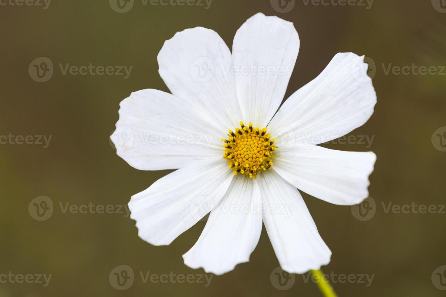 vit kosmosblomma foto