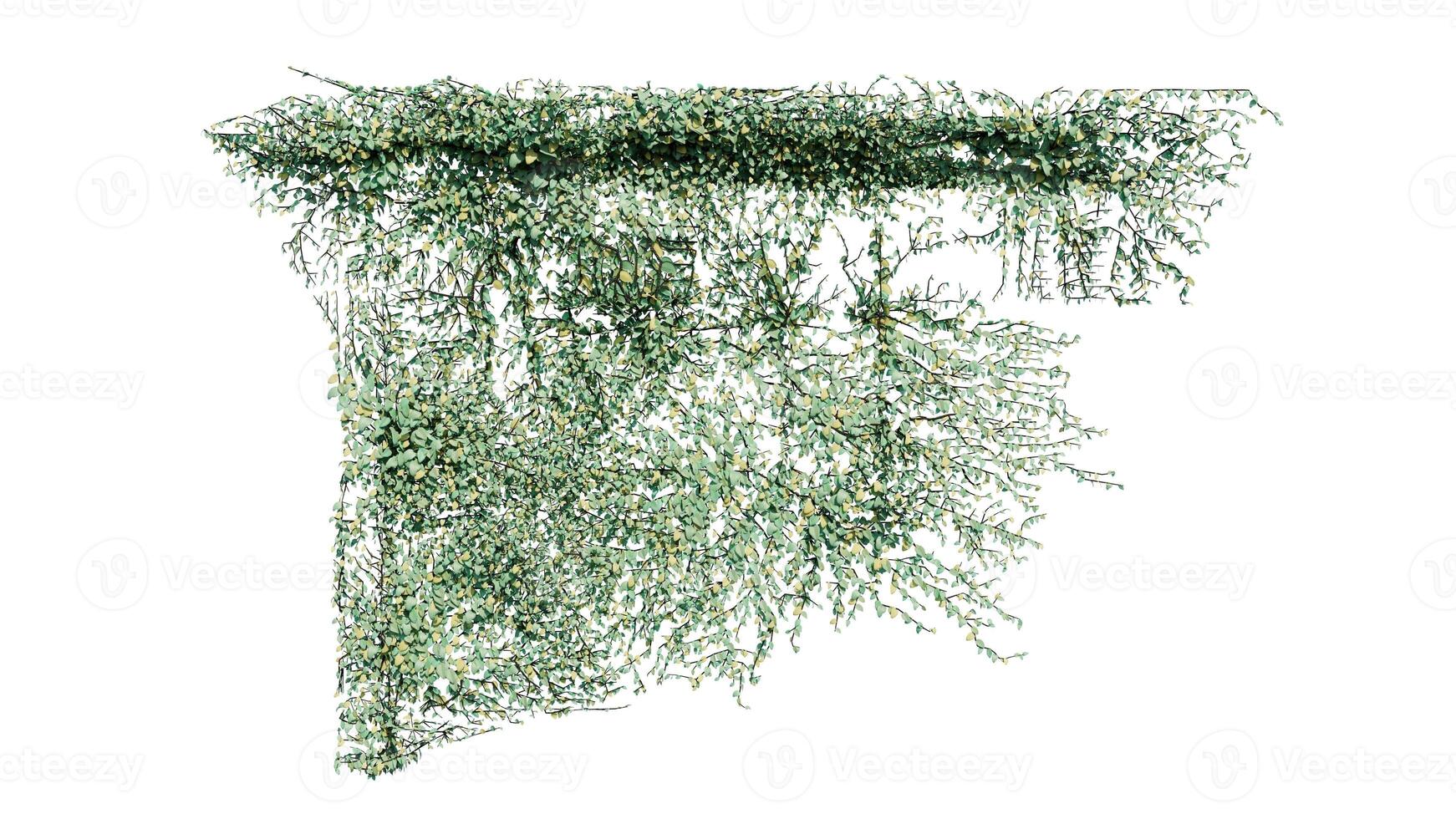 växt och blomma vin grön murgröna löv tropisk hängande, klättrande isolerat på transparent bakgrund foto