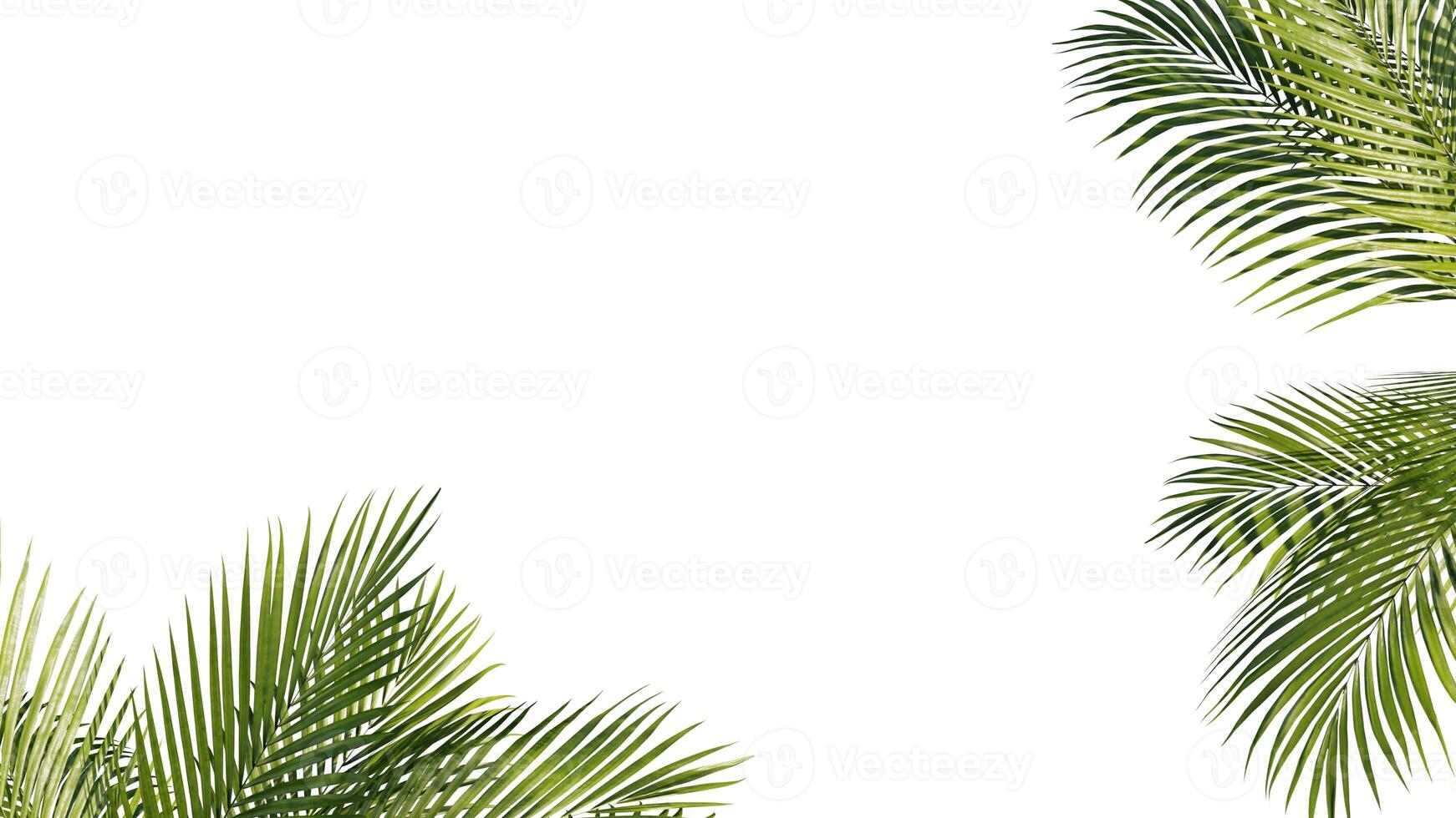 sommar tropisk handflatan löv. exotisk palmer träd. vit bakgrund foto