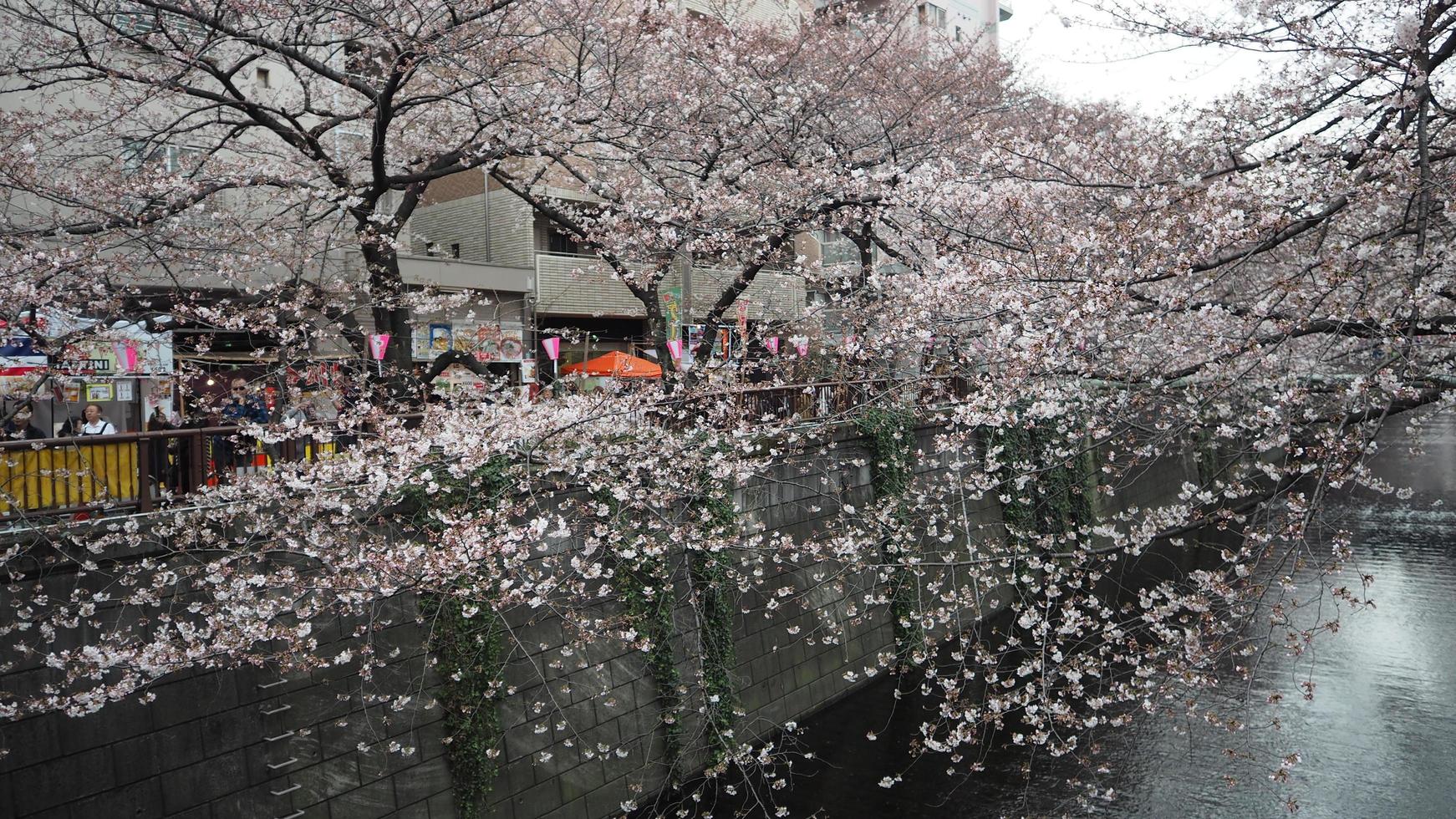 vita körsbärsblommor. sakura träd full blom i meguro ward tokyo japan foto