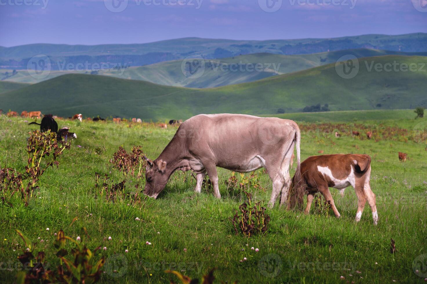 en ko och kalv beta i en äng på en sommar kväll. naturlig betning foto