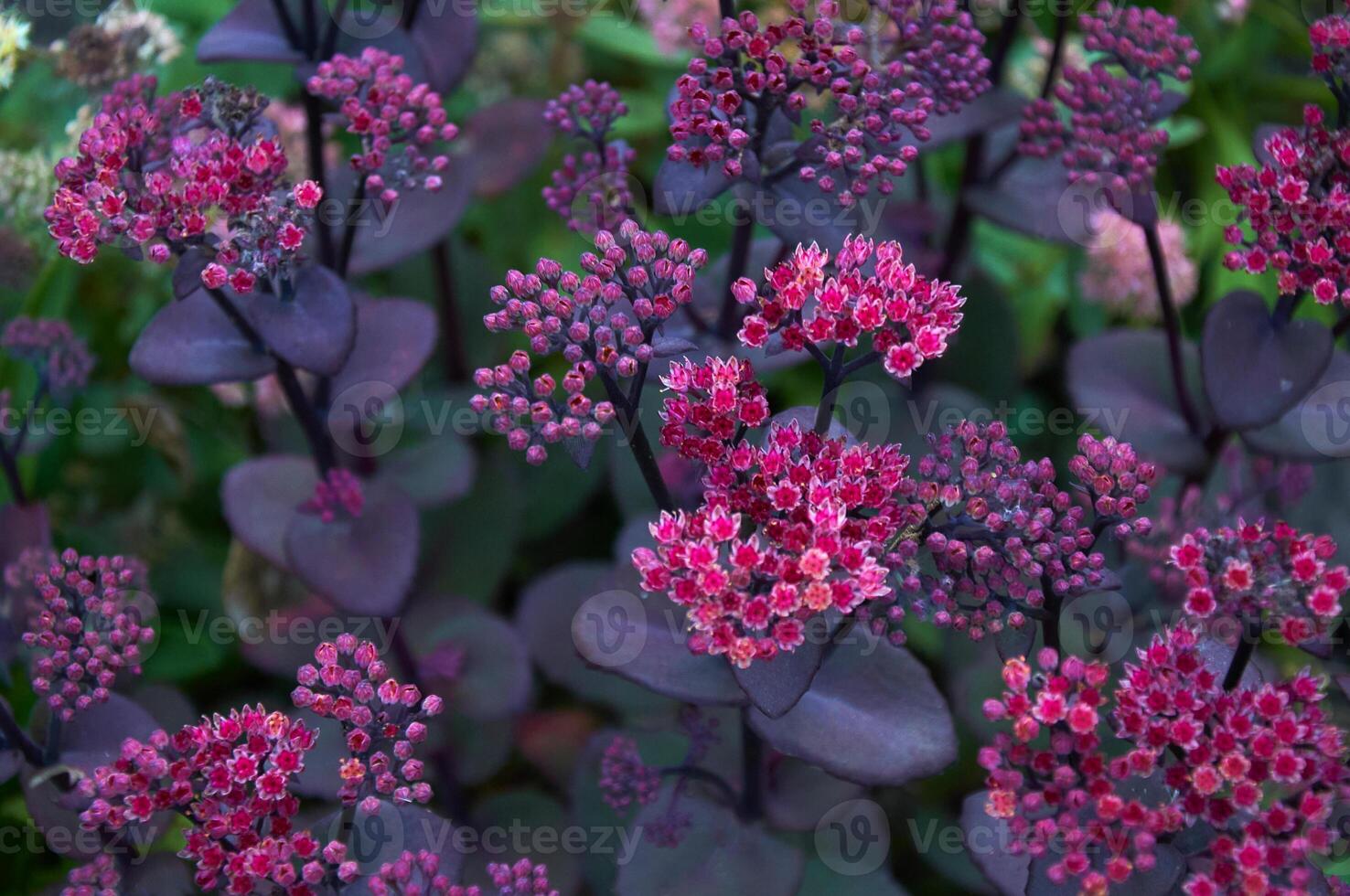 blommor av hylotelephium spektabla. bakgrund av lila blommor foto