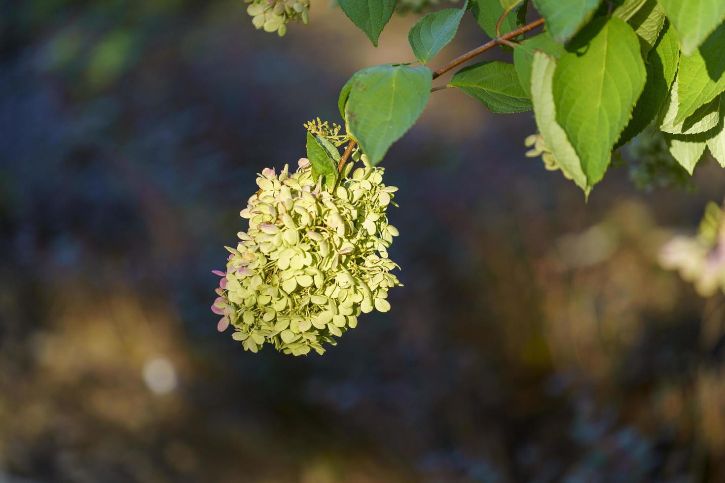 hortensia blommor på en suddig bakgrund foto