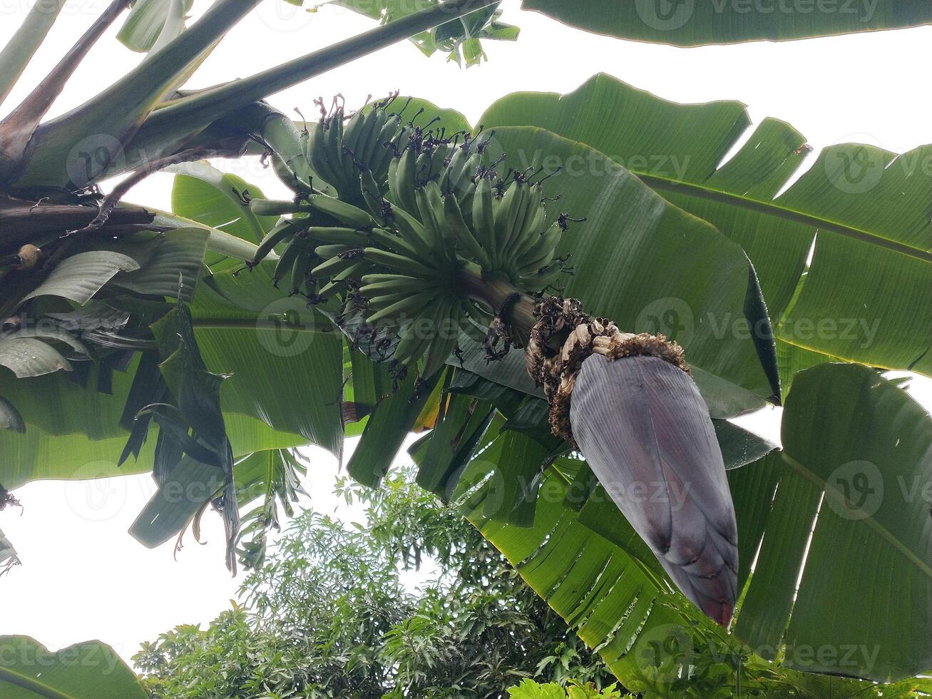 Foto av banan träd lager frukt