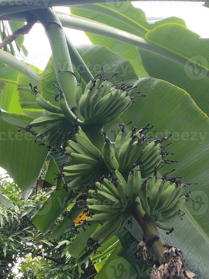 Foto av banan träd lager frukt