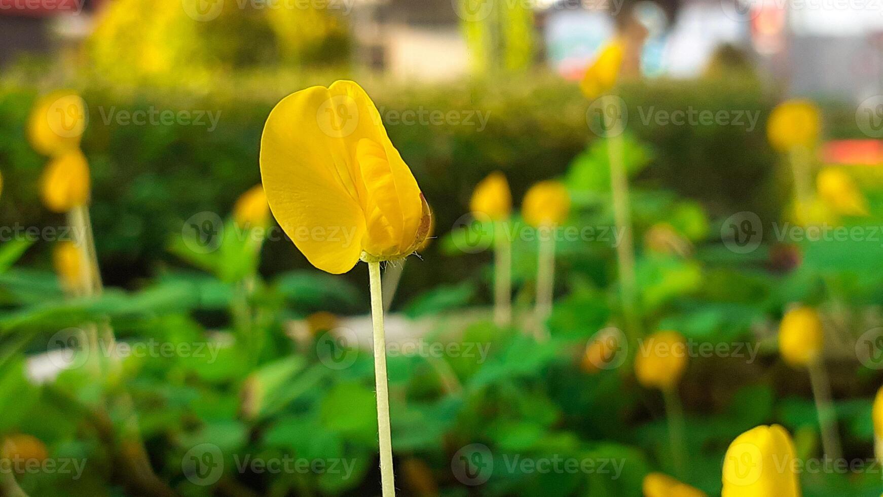 stänga upp av gul blommor växande i de trädgård foto