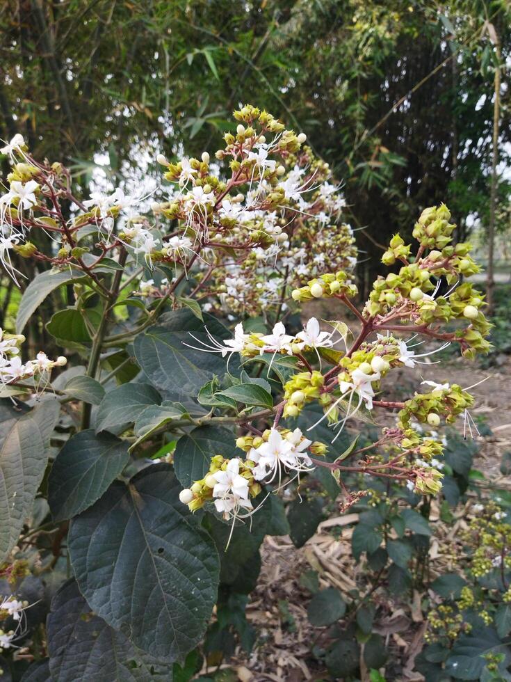 bhat träd är en medicinsk växt. de juice av dess löv tar bort feber i barn och är Begagnade i olika mage problem foto