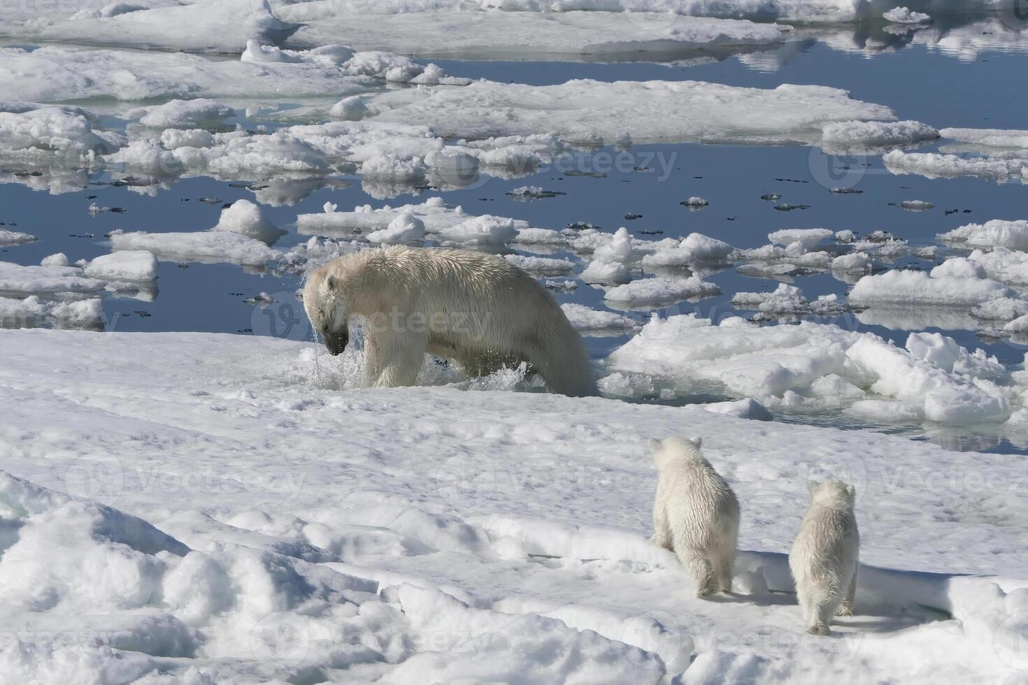 kvinna polär Björn, ursus maritimus, jakt en ringade täta, pusa hispida eller phoca hispida, och åtföljs förbi två ungar, svalbard skärgård, barents hav, Norge foto