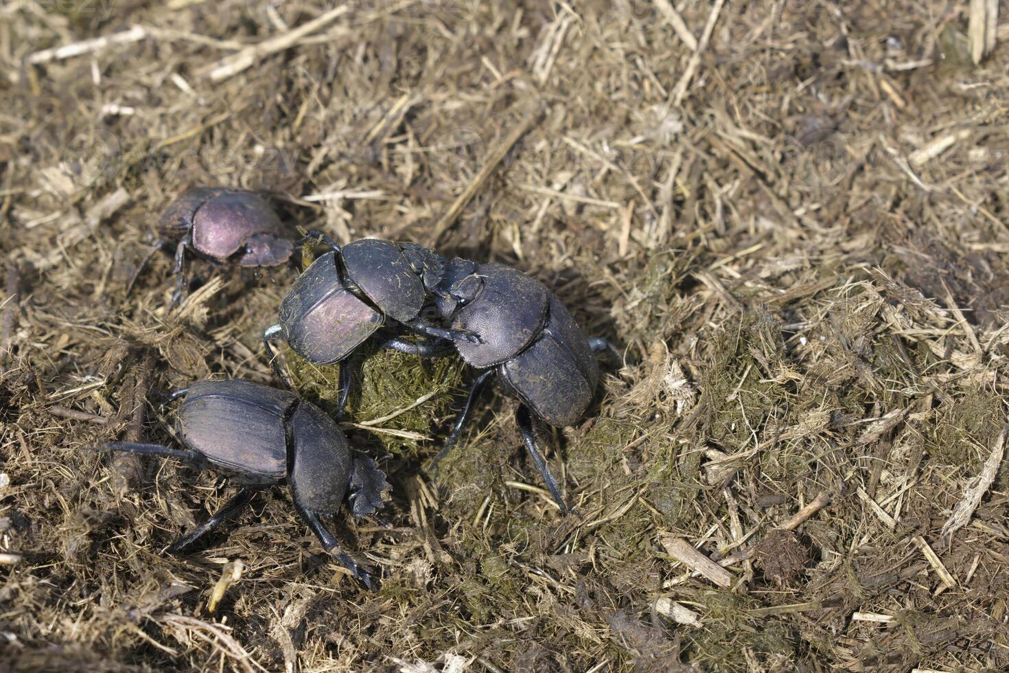 dynga skalbagge eller scarab skalbagge tryckande avföring runda boll, kwazulu natal provins, söder afrika foto