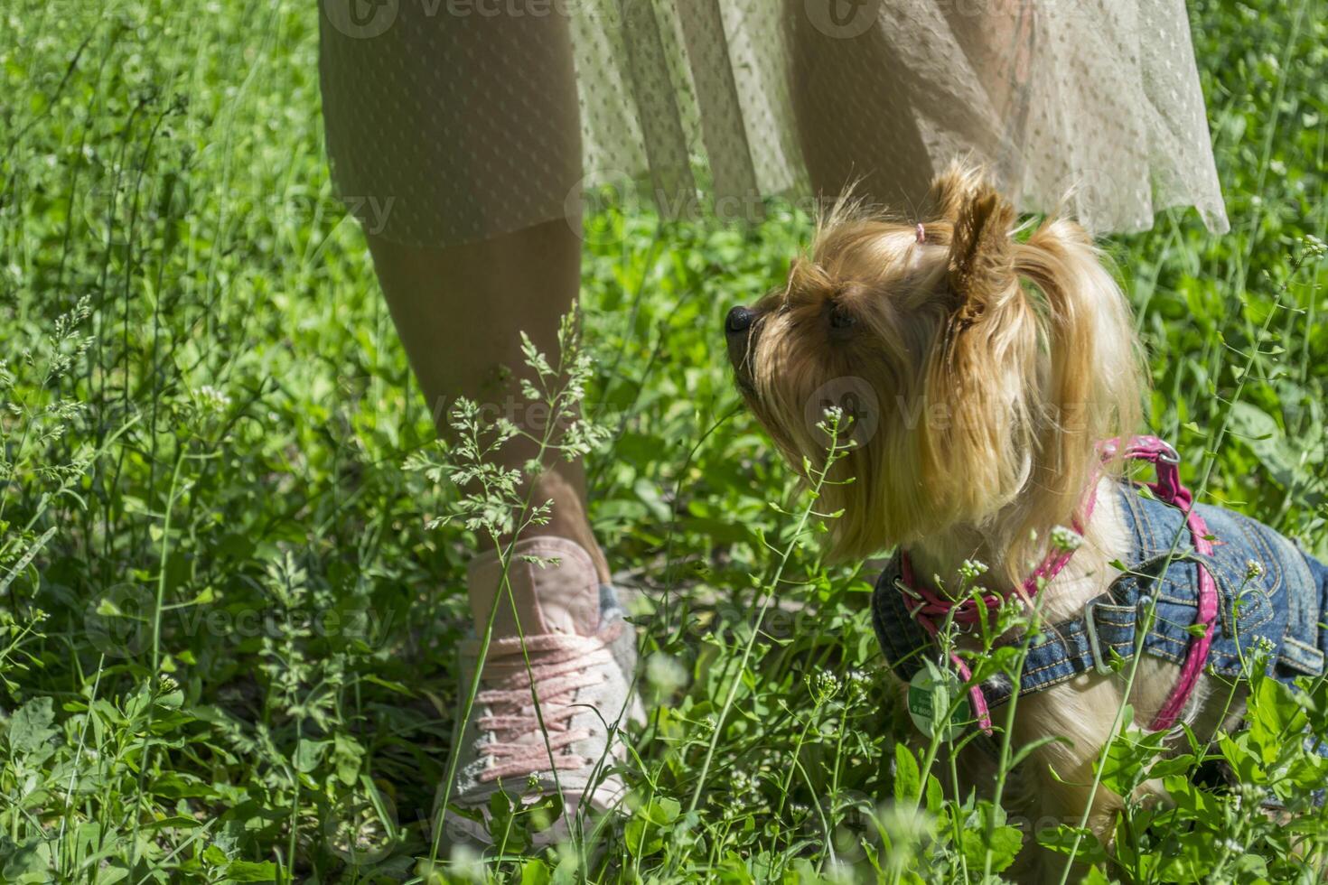 söt yorkshire terrier på en grön gräs utomhus- foto