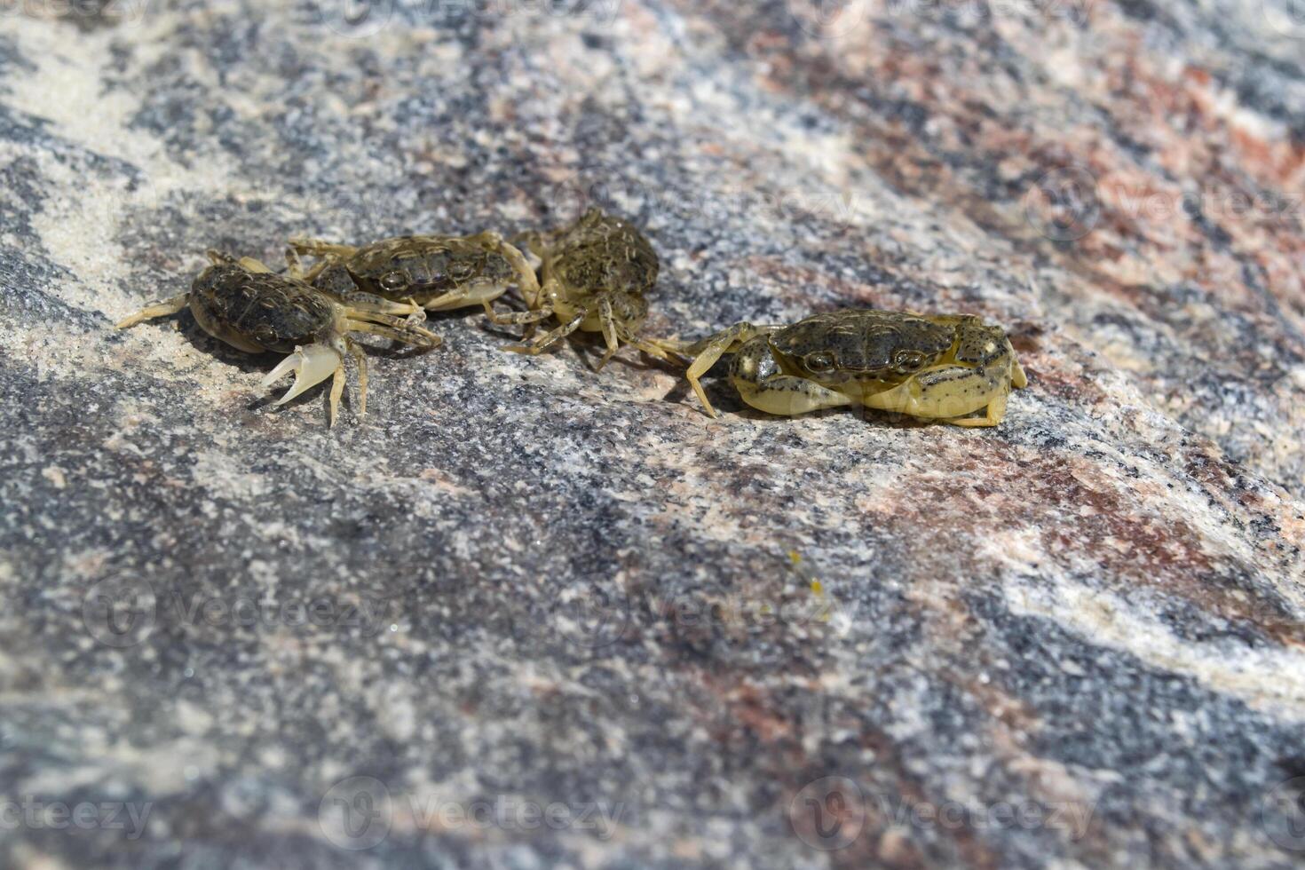 de krabbor på en sten bakgrund. makro skott. foto