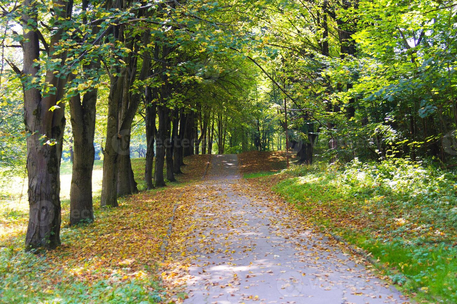 atmosfärisk gränd eller gångstig med gul löv på de jord i de parkera foto
