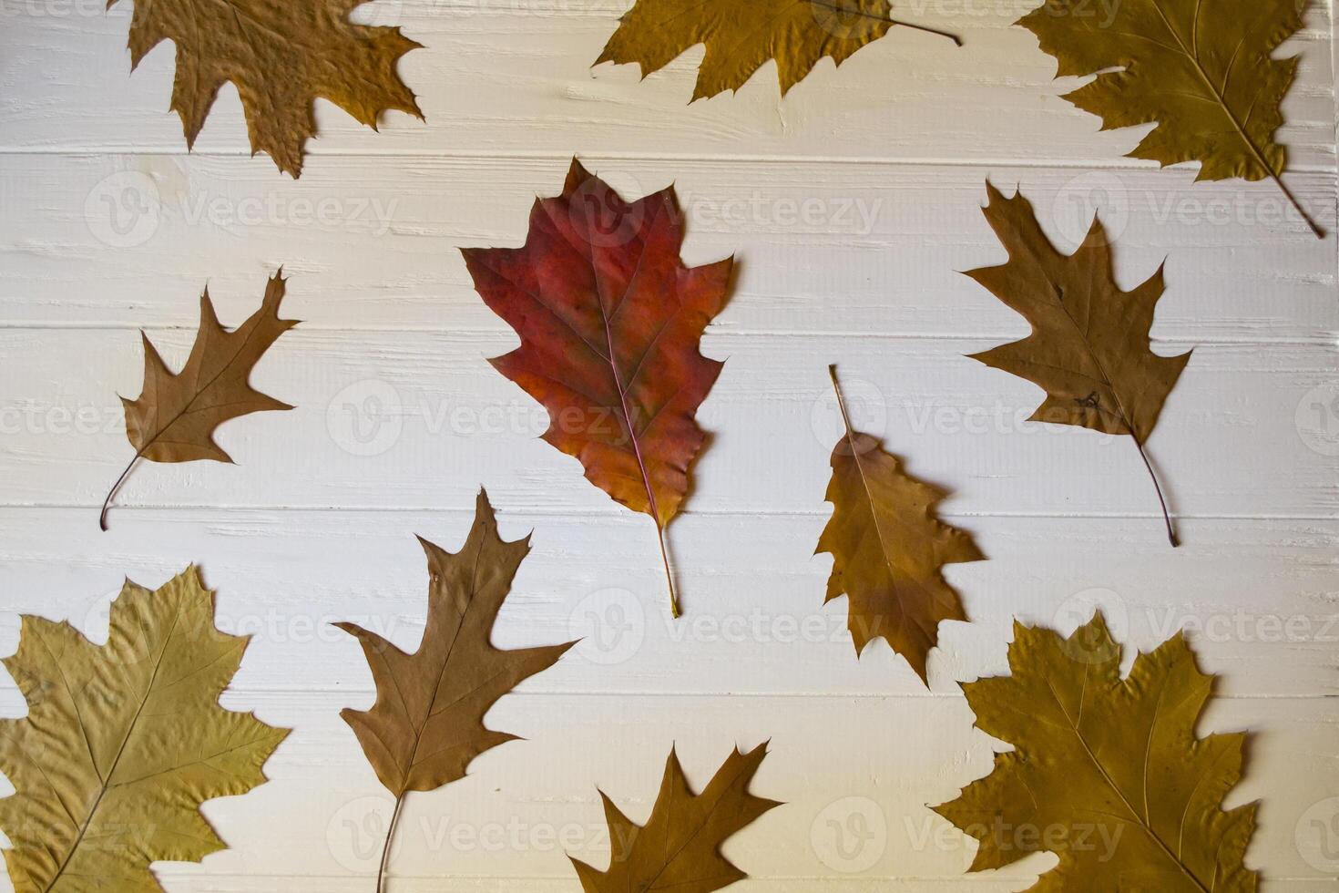 höst löv på en vit trä- bakgrund. ljus mönster. foto