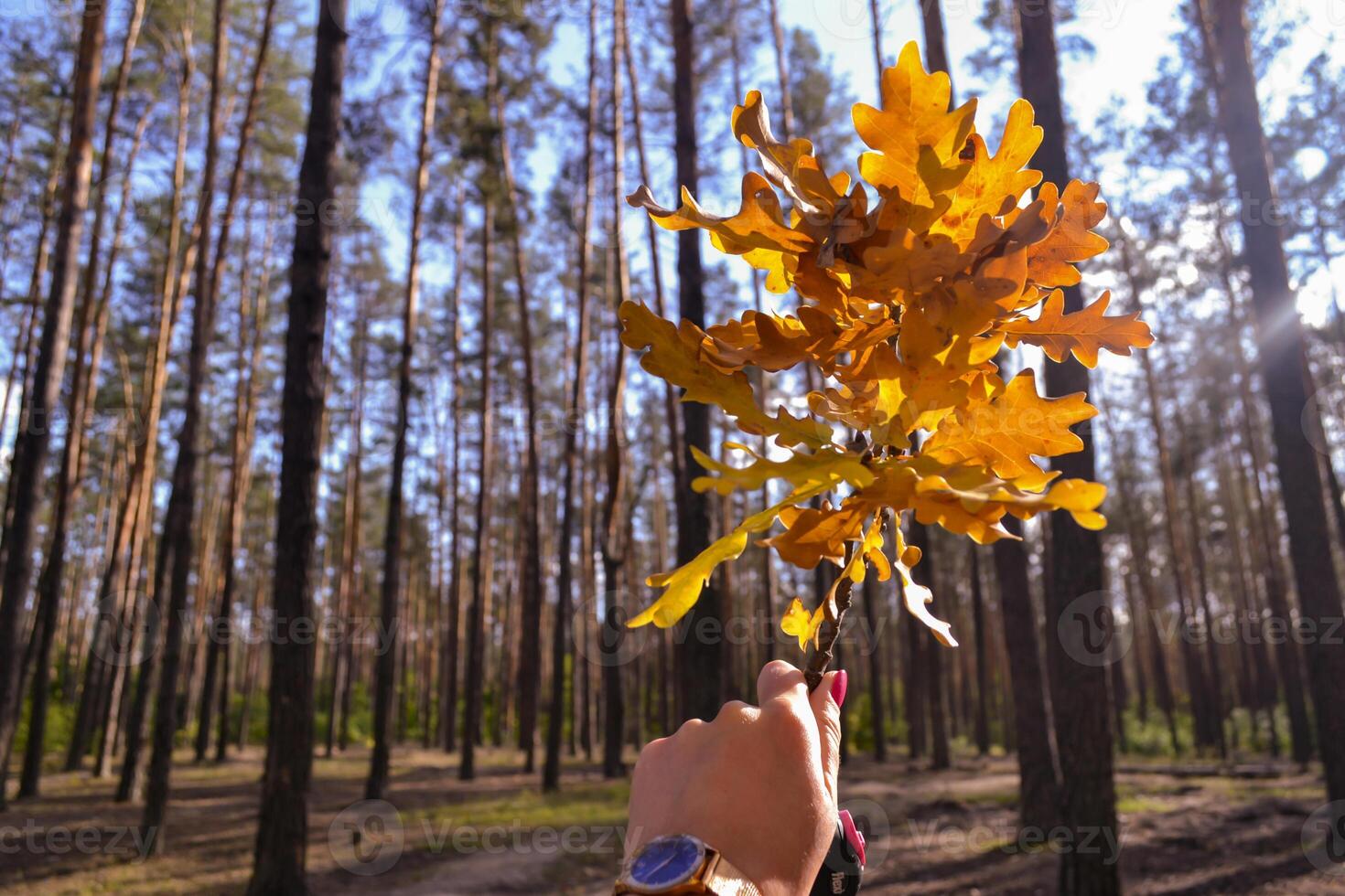 de gul löv av ett ek träd. fallen löv. de gren av ek i kvinna hand mot en skog bakgrund. foto