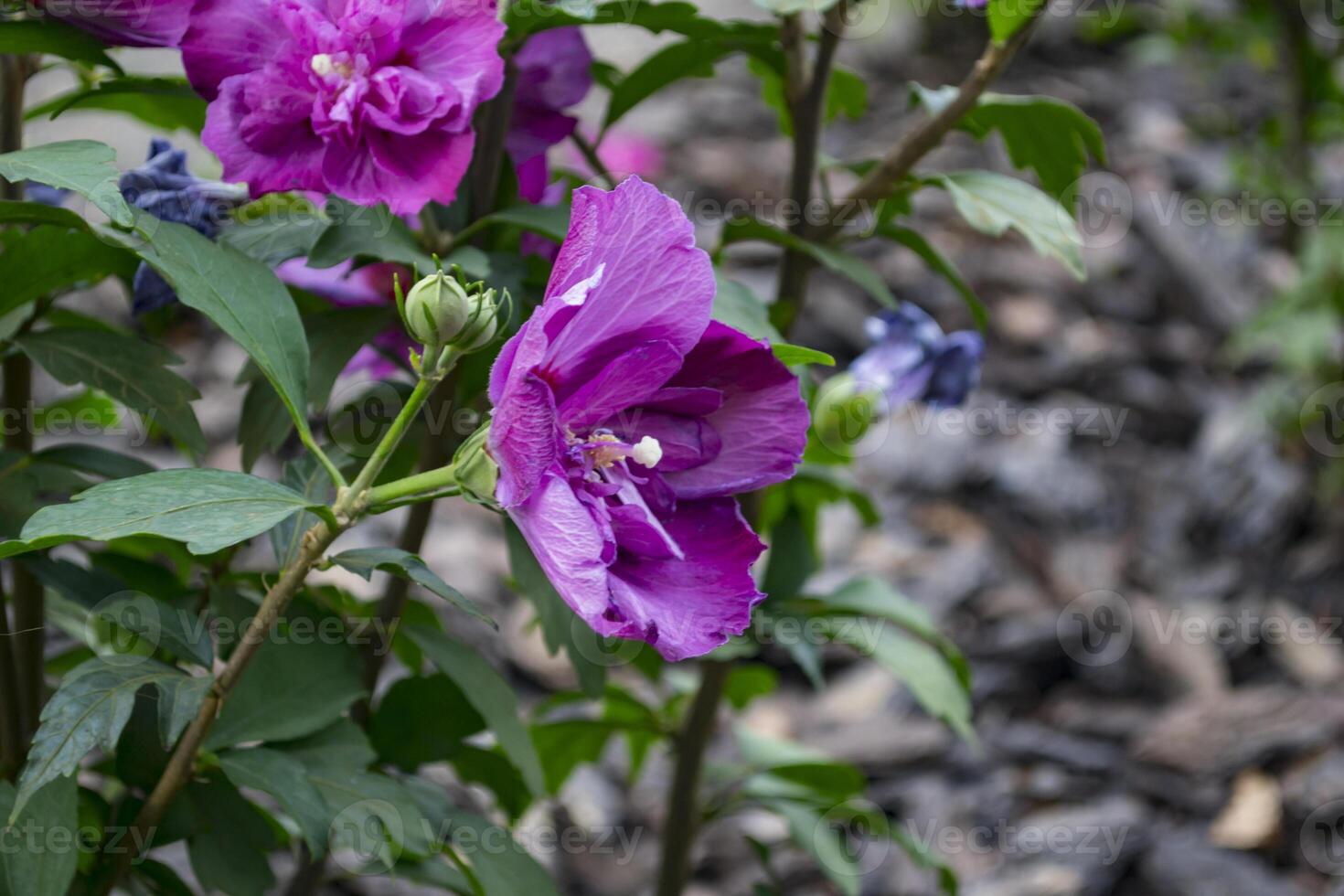 violett blomma makro skott. foto