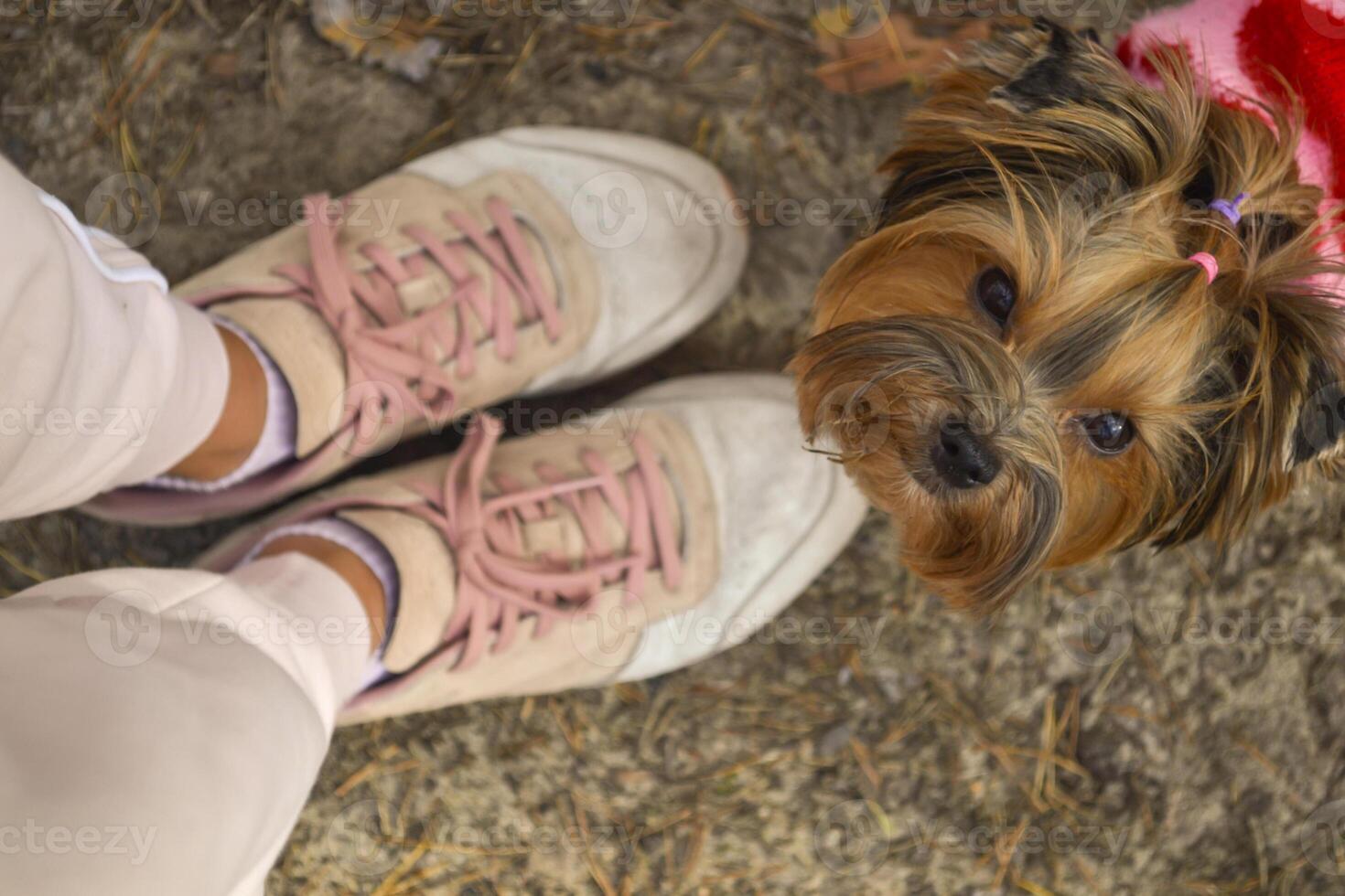 en söt yorkshire terrier nära flickans fötter, utomhus. foto