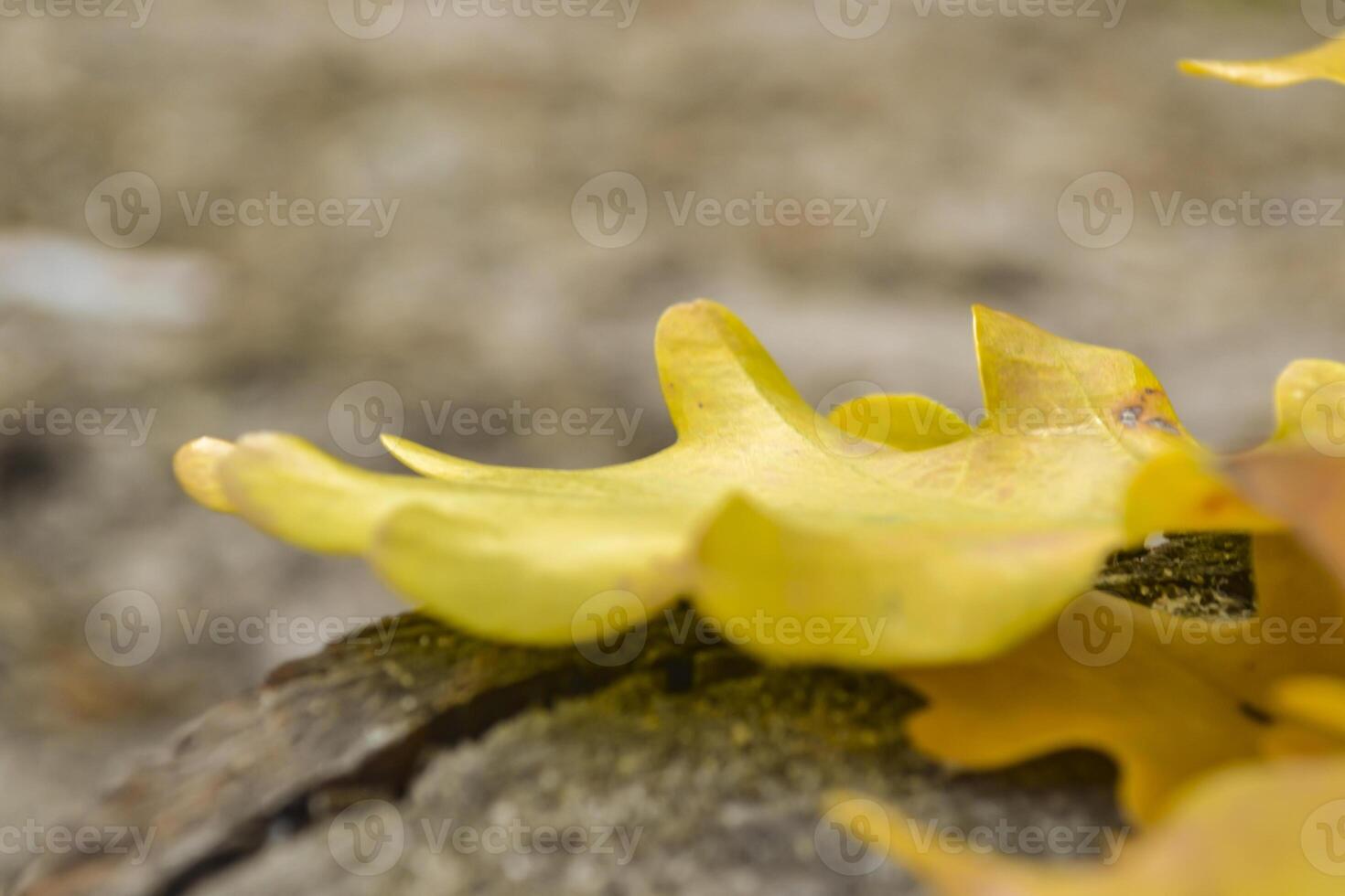 de gul löv av ett ek träd. fallen löv. ek löv på de jord. foto