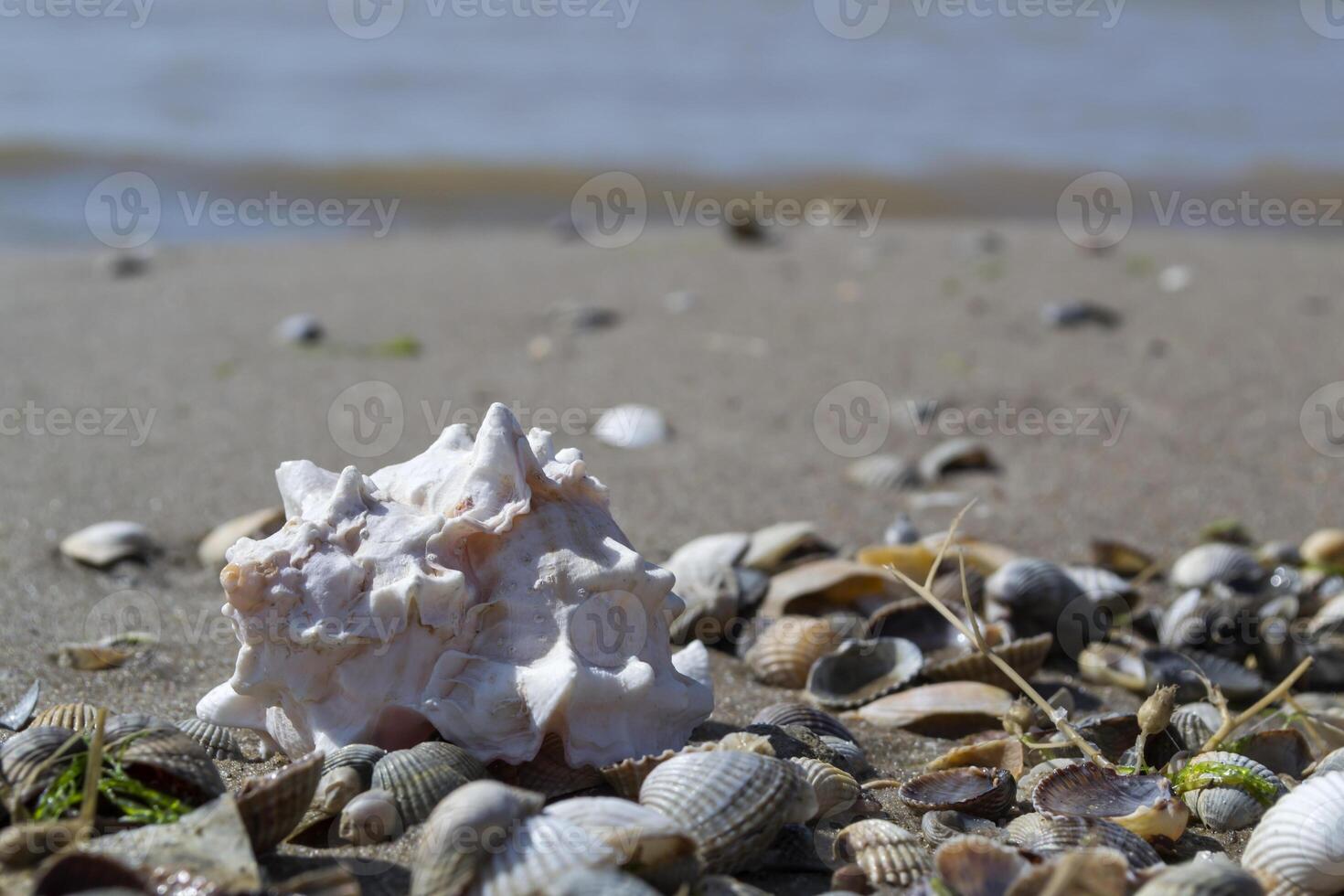 skön snäckskal på de sand av de strand. mollusk skal. foto