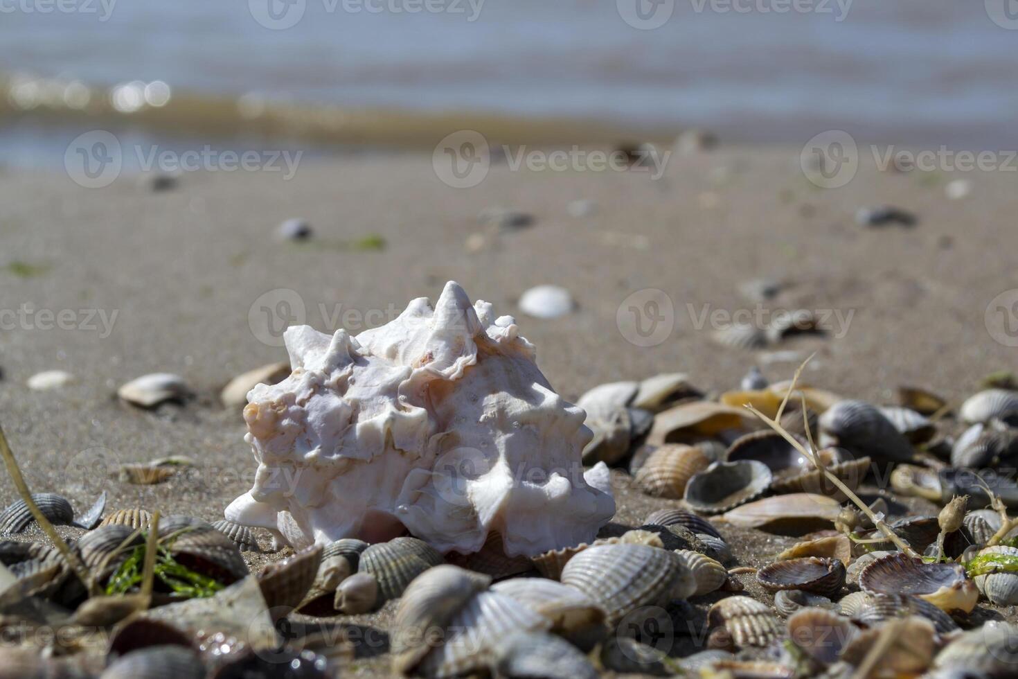skön snäckskal på de sand av de strand. mollusk skal. foto
