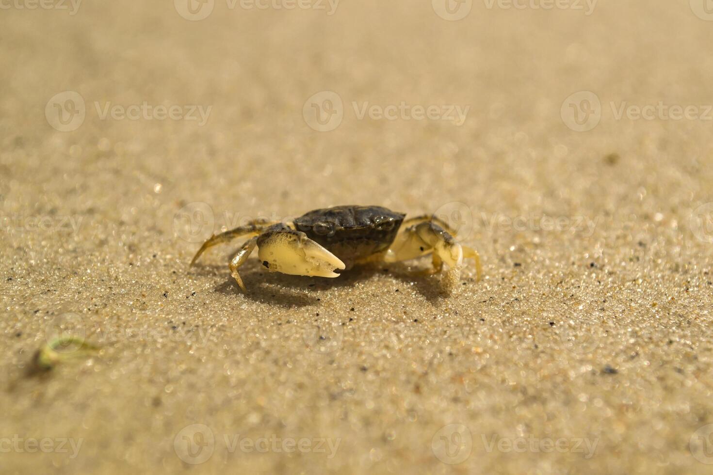 de krabbor på en sand. makro skott. foto