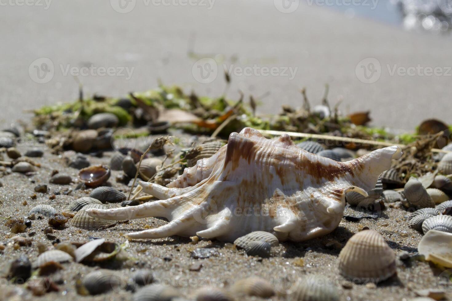 skön snäckskal på de sand av de strand. mollusk skal. foto