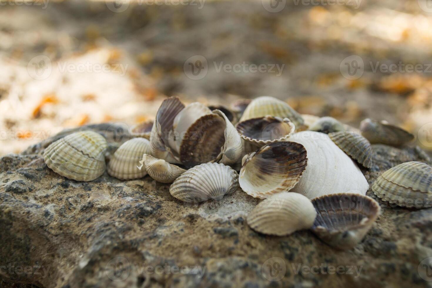 mollusk skal. snäckskal bakgrund. textur av snäckskal, stänga upp. foto