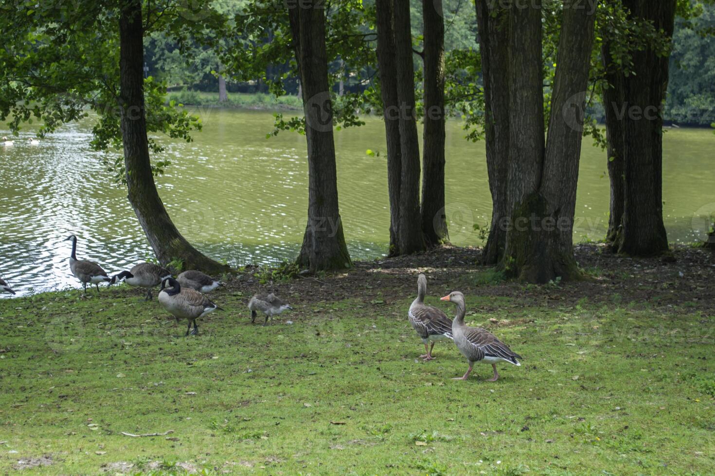 kanadensisk gäss familj förbi de sjö i de skog foto