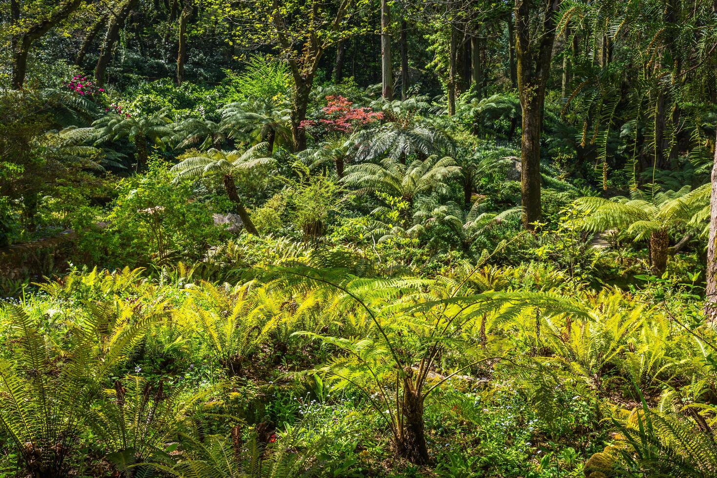 Portugal, trädgård av monserrate palats i sintra foto