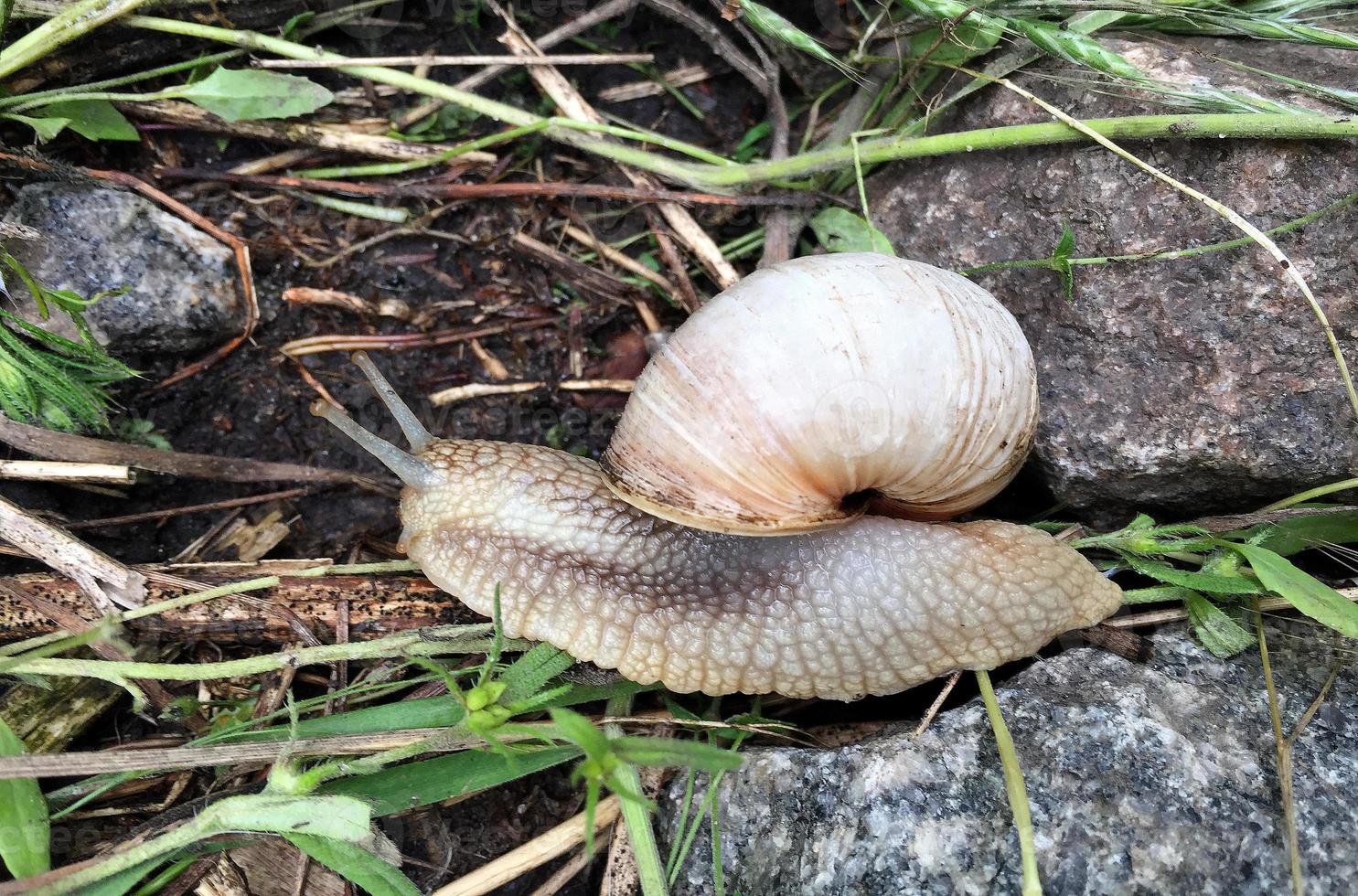 stor trädgårdssnigel i skal som kryper på våt väg skynda dig hem foto