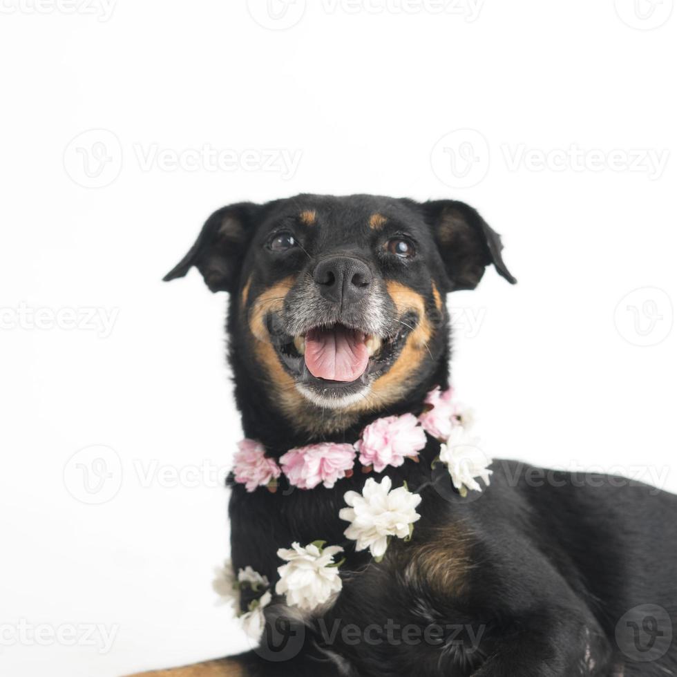 glad, nyfiken hund blandras, isolerad på en vit bakgrund foto