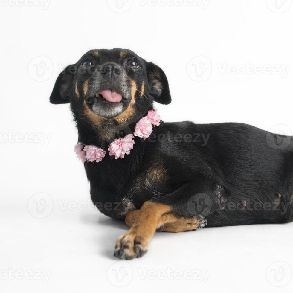 glad, nyfiken hund blandras, isolerad på en vit bakgrund foto