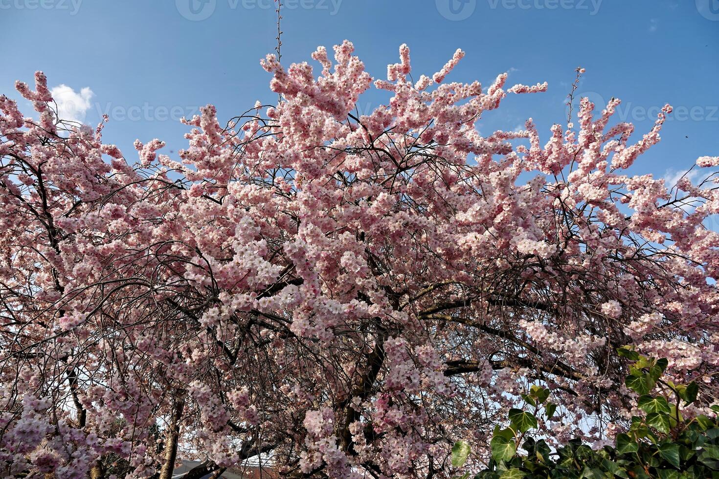 körsbär blommar på en träd mot en blå himmel foto