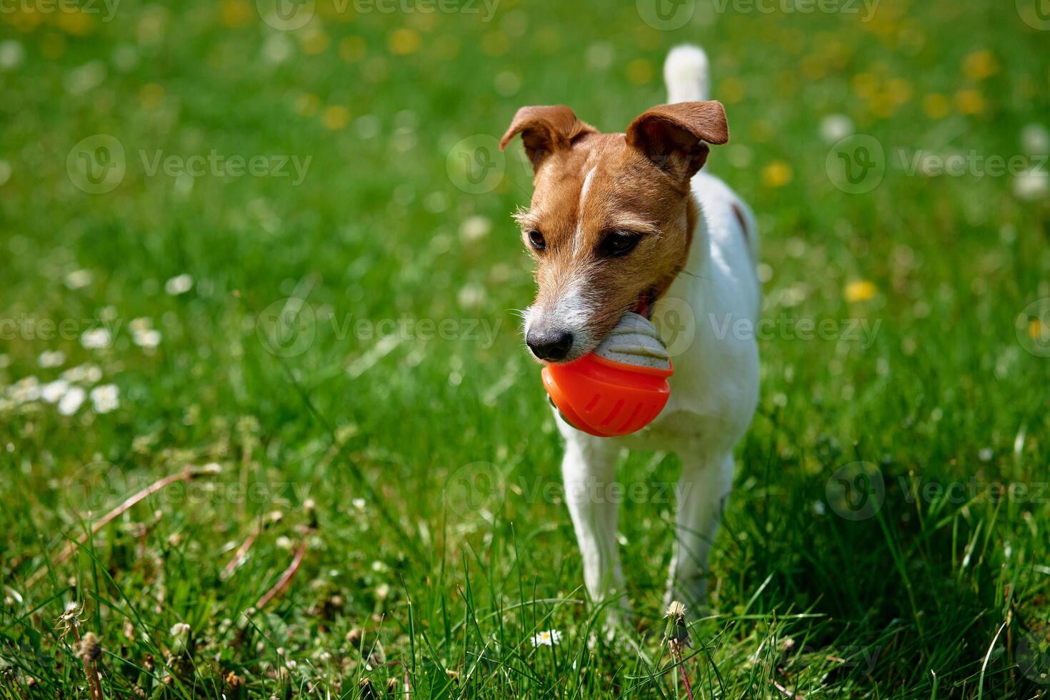 aktiva hund spelar med leksak boll på grön gräs. sällskapsdjur gående i parkera foto