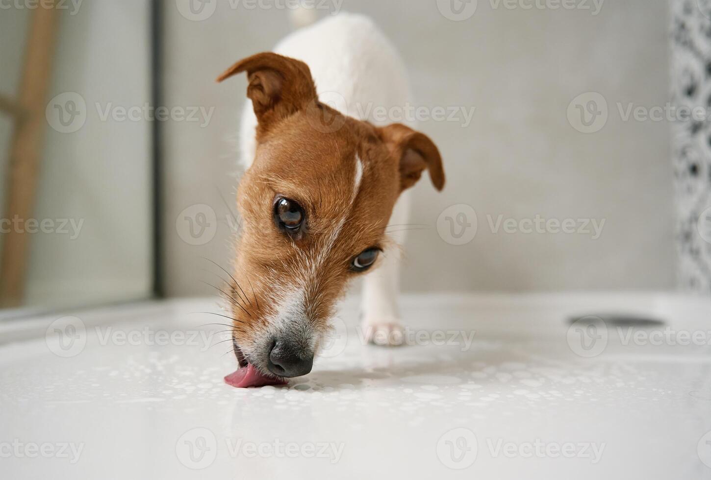 hund i dusch bås. tvättning sällskapsdjur i badrum foto