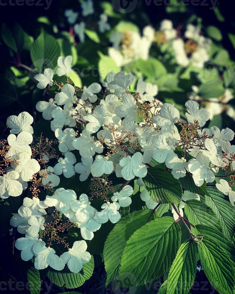 vit blommor på de grenar av en träd i de trädgård i vår foto