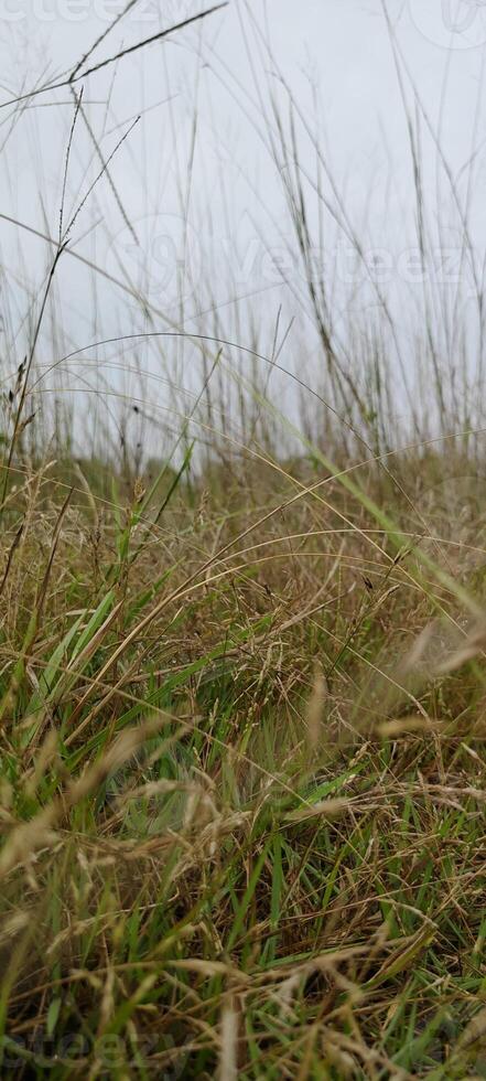 scen av grov gräs i de fält foto