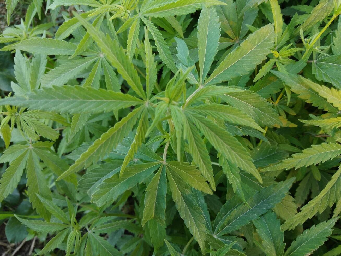 ut dörr växa hampa. ung cannabis växt. medicinsk indica med cbd. Rättslig marijuana odling i de bruka foto