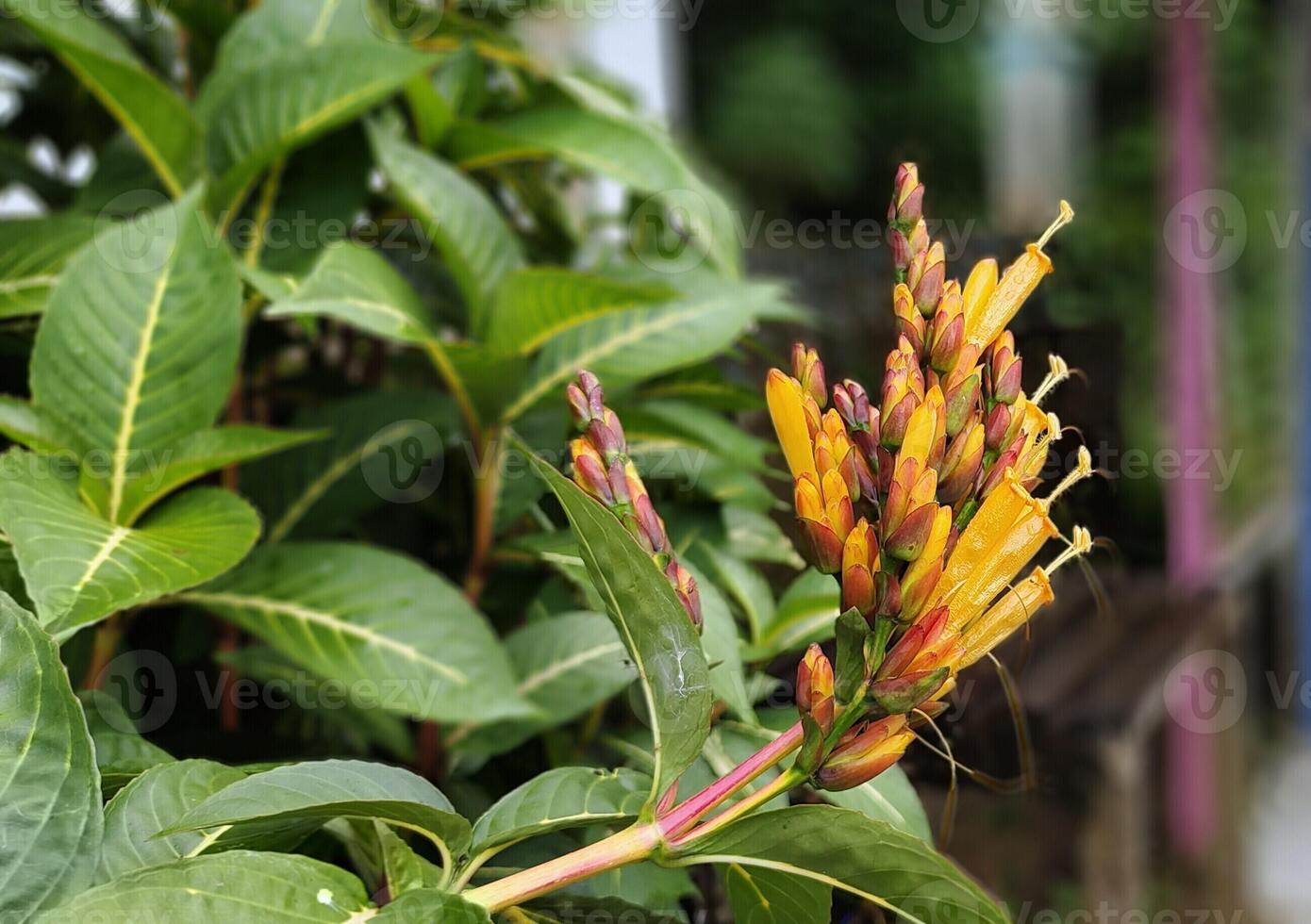 sanchezia vild blomma i de parkera foto