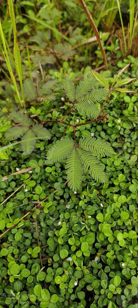 mimosa i de ogräs bakgrund foto