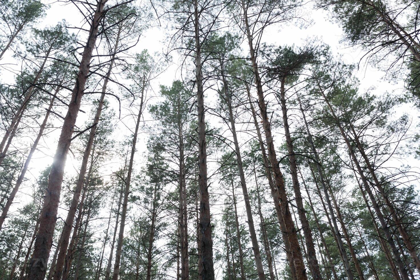 tall skog sommar säsong foto