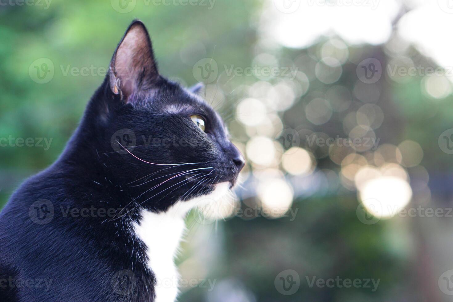 söt svart hårig katt sitter hetero och stirrande på något utanför de hus, bakgrund är träd och bokeh. sällskapsdjur, däggdjur och lekfull begrepp. foto