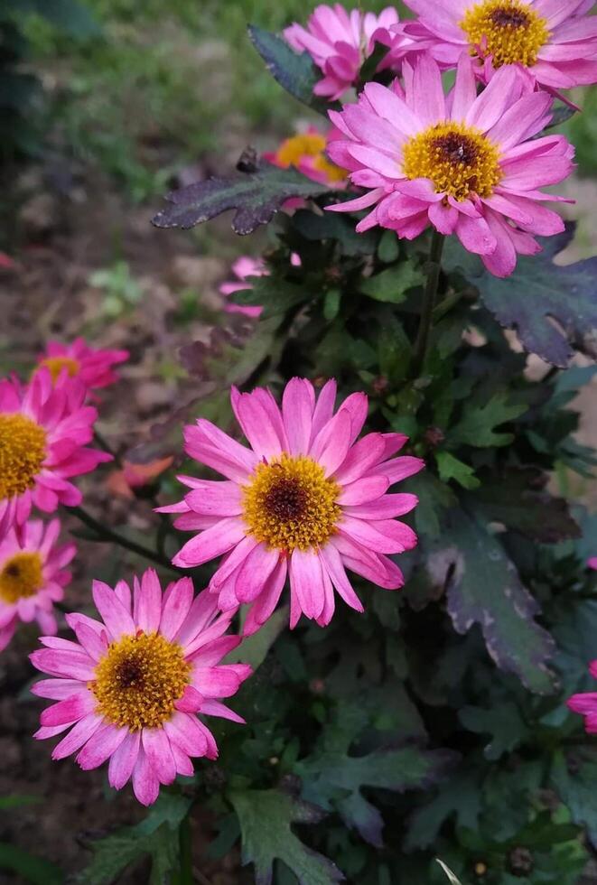 skön blomning blomma i trädgård foto